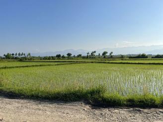 زمین کشاورزی برنج - بیجار 10هزار متر (سند تک برگ )