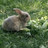 خرگوش باهوش و زرنگ