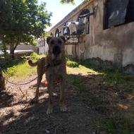 سگ توله افغان نگهبان واگذاری