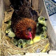 مرغ مادر کورچ با جوجه غاز اوکراینی