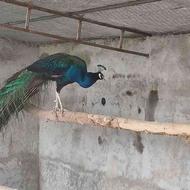 فروش ویژه طاووس