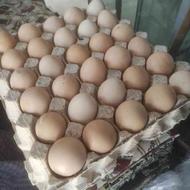 تخم مرغ نطفه دار گوشتی نژاد راس