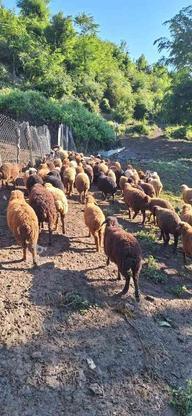 فروش 10 راس گوسفند با بره در گروه خرید و فروش ورزش فرهنگ فراغت در مازندران در شیپور-عکس1