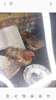 سه عدد مرغ تخمگذار محلی در گروه خرید و فروش ورزش فرهنگ فراغت در گلستان در شیپور-عکس1