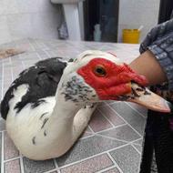 اردک خارجی نر درشت و سنگین ارگانیک