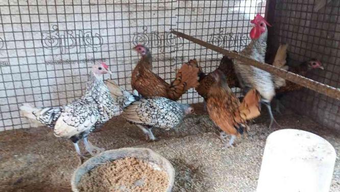 فروش مرغ وخروس سپرایت اصیل در گروه خرید و فروش ورزش فرهنگ فراغت در مازندران در شیپور-عکس1