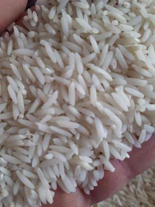 برنج هاشمی در گروه خرید و فروش خدمات و کسب و کار در گیلان در شیپور-عکس1
