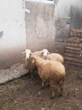 سه راس بره گوسفند در گروه خرید و فروش ورزش فرهنگ فراغت در مازندران در شیپور-عکس1