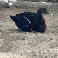 جوجه اردک روئن فرانسه