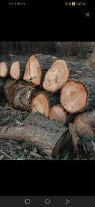 خرید کنده هرس کردن درخت قطع درخت در گروه خرید و فروش خدمات و کسب و کار در خراسان رضوی در شیپور-عکس1