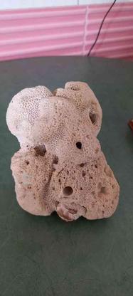 سنگ مرجان طبیعی برای آکواریوم در گروه خرید و فروش ورزش فرهنگ فراغت در آذربایجان شرقی در شیپور-عکس1