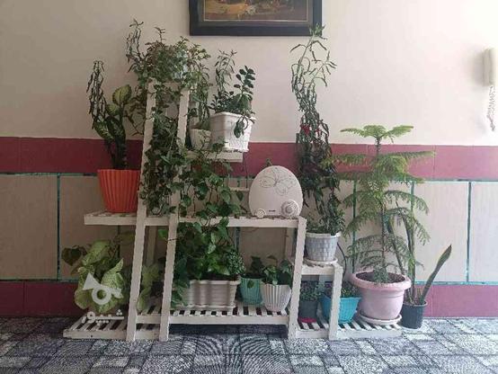 شلف گلدان جنس چوب عالی در گروه خرید و فروش لوازم خانگی در اصفهان در شیپور-عکس1