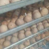 خریدار تخم اردک خارجی وتخم مرغ