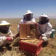 فروش زنبور عسل دو رگه