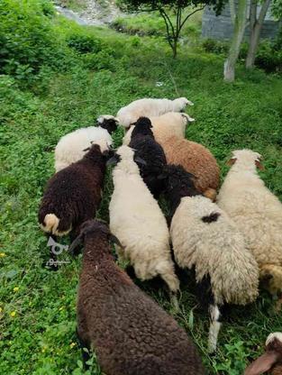 گوسفند . زنده در گروه خرید و فروش ورزش فرهنگ فراغت در مازندران در شیپور-عکس1
