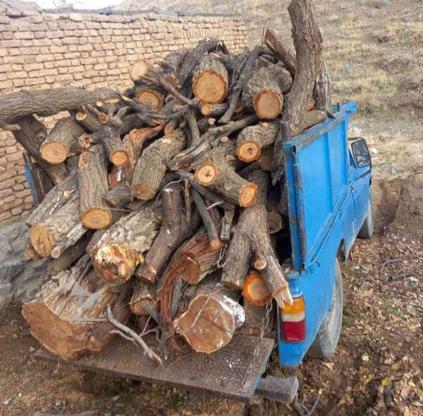 هرس و برش انواع درخت باغبانی خریدار چوب در گروه خرید و فروش خدمات و کسب و کار در البرز در شیپور-عکس1