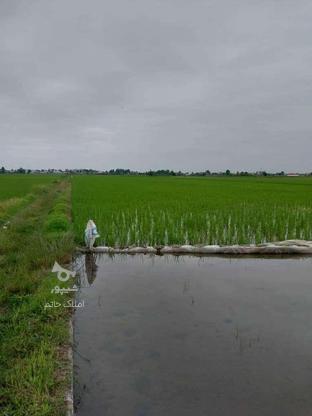 فروش زمین کشاورزی 14000000 متر در اورطه دشت در گروه خرید و فروش املاک در مازندران در شیپور-عکس1
