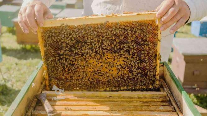 کندوی 10 قابی زنبور عسل کارنیکا در گروه خرید و فروش ورزش فرهنگ فراغت در گیلان در شیپور-عکس1