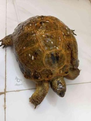 خزنده لاکپشت در گروه خرید و فروش ورزش فرهنگ فراغت در خراسان رضوی در شیپور-عکس1