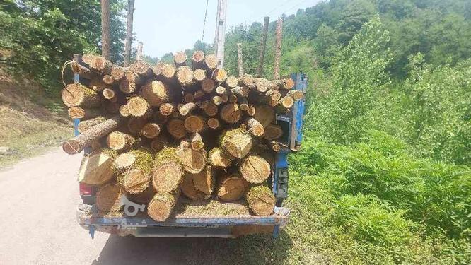 خریدار چوب درخت صنوبر در گروه خرید و فروش خدمات و کسب و کار در گیلان در شیپور-عکس1