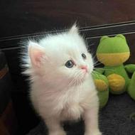 بچه گربه پرشین هیمالین سفید
