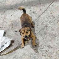 واگذاری سگ نژاد شیتزو پاکوتاه