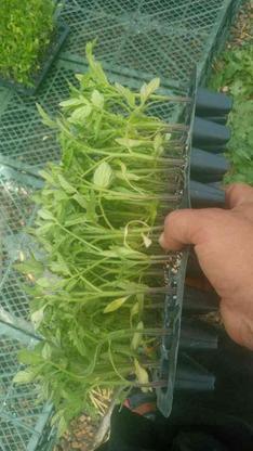 فروش انواع نشأ گوجه فرنگی در گروه خرید و فروش خدمات و کسب و کار در زنجان در شیپور-عکس1