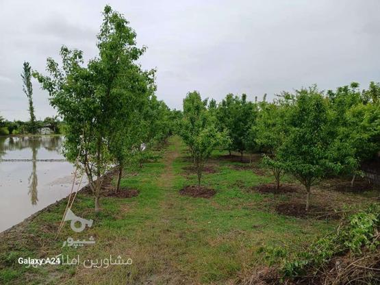 فروش زمین باغی و کشاورزی 1000 متر در تیر کلا در گروه خرید و فروش املاک در مازندران در شیپور-عکس1