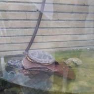 آکواریوم شیشه خم و لاکپشت