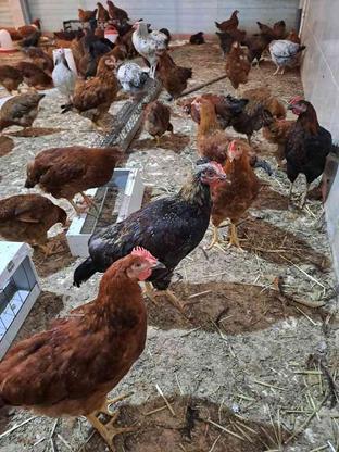 مرغ وخروس محلی 5 در گروه خرید و فروش ورزش فرهنگ فراغت در خراسان رضوی در شیپور-عکس1