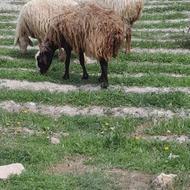 گوسفند جوان با بره