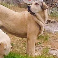 واگذاری سگ عراقی بدون شرح