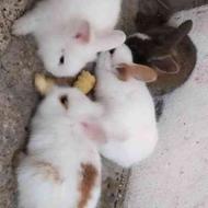 بچه خرگوش مهربون
