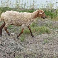 یک راس گوسفند کابی جوان