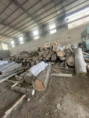 پالد چوب صنوبر توسکا راش در گروه خرید و فروش خدمات و کسب و کار در مازندران در شیپور-عکس1