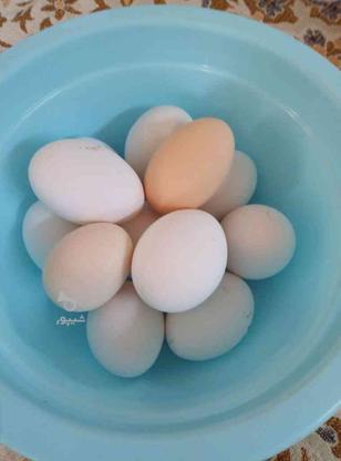 فروش تخم مرغ نطفه دار در گروه خرید و فروش خدمات و کسب و کار در خراسان رضوی در شیپور-عکس1