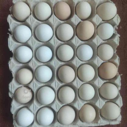 تخم مرغ نطفه دار بومی در گروه خرید و فروش ورزش فرهنگ فراغت در اصفهان در شیپور-عکس1