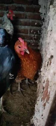دو عدد مرغ محلی تخمگذار در گروه خرید و فروش ورزش فرهنگ فراغت در آذربایجان شرقی در شیپور-عکس1