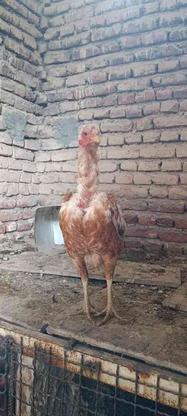 مرغ لاری تخم گذار در گروه خرید و فروش ورزش فرهنگ فراغت در آذربایجان شرقی در شیپور-عکس1