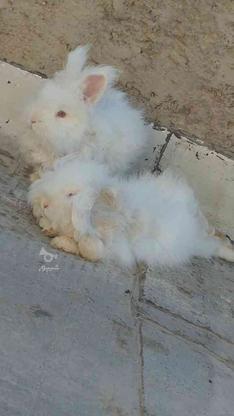 خرگوش لوپ خانگی در گروه خرید و فروش ورزش فرهنگ فراغت در اصفهان در شیپور-عکس1
