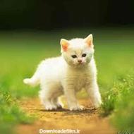 بچه گربه سفید dsh