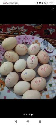 تخم‌مرغ پنجاب پاکستانی نطفه دار در گروه خرید و فروش ورزش فرهنگ فراغت در سیستان و بلوچستان در شیپور-عکس1