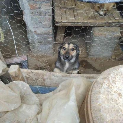 واگذاری سگ پاکوتاه نر در گروه خرید و فروش ورزش فرهنگ فراغت در آذربایجان شرقی در شیپور-عکس1