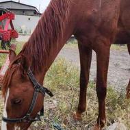 فروش اسب ترکمن یرقه