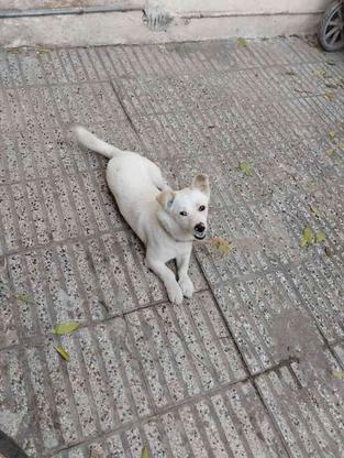 واگذاری سگ پاکوتاه نر شناسنامه دار در گروه خرید و فروش ورزش فرهنگ فراغت در گلستان در شیپور-عکس1
