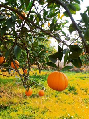 باغ پرتقال(تامسون) در گروه خرید و فروش املاک در مازندران در شیپور-عکس1