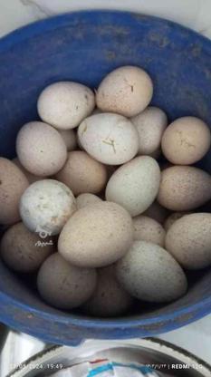 تخم مرغ بوقلمون نطفه دار در گروه خرید و فروش ورزش فرهنگ فراغت در آذربایجان غربی در شیپور-عکس1