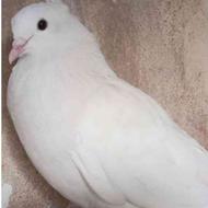 کبوتر سفید مهر