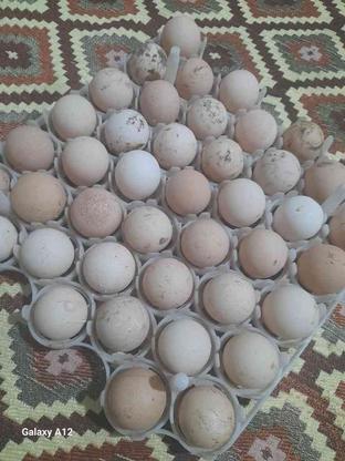 تخم نطفه دارشاخدارسفید در گروه خرید و فروش ورزش فرهنگ فراغت در مازندران در شیپور-عکس1