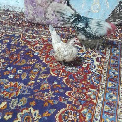 14 تا مرغ وخروس در گروه خرید و فروش ورزش فرهنگ فراغت در خراسان رضوی در شیپور-عکس1